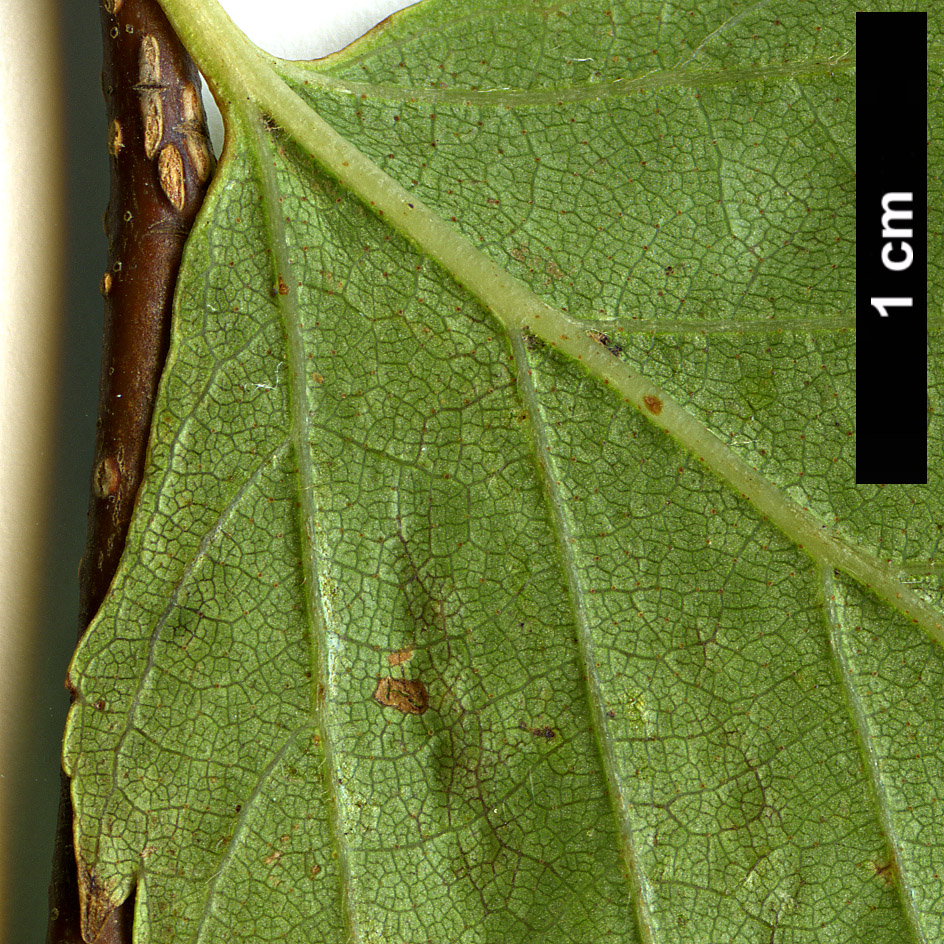 High resolution image: Family: Betulaceae - Genus: Betula - Taxon: ermanii - SpeciesSub: var. ermanii